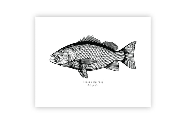 Cubera Snapper II Black and White Fine Art Print