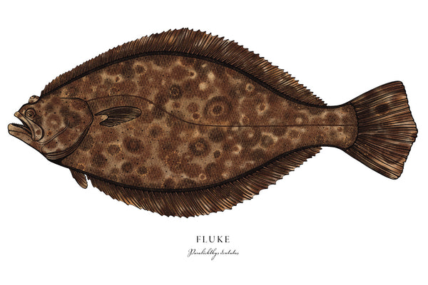 Fluke II Color Fine Art Print