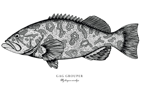 Gag Grouper II Black and White Fine Art Print