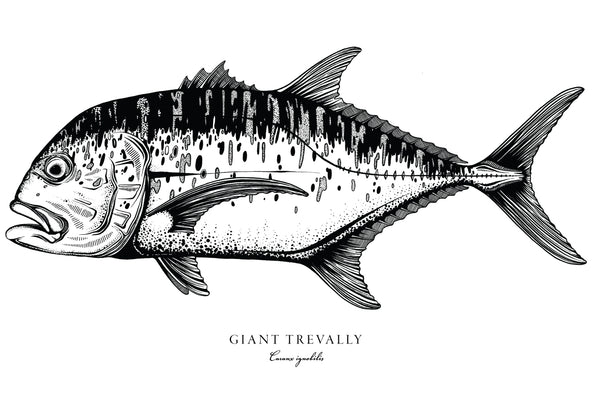Giant Trevally II Black and White Fine Art Print