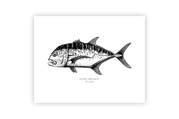 Giant Trevally II Black and White Fine Art Print