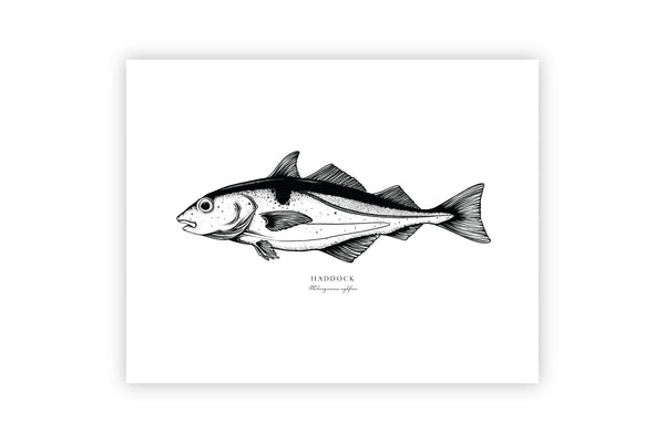 Haddock II Black and White Fine Art Print