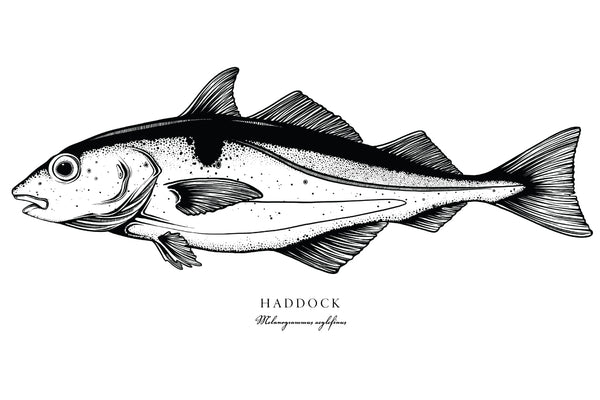 Haddock II Black and White Fine Art Print