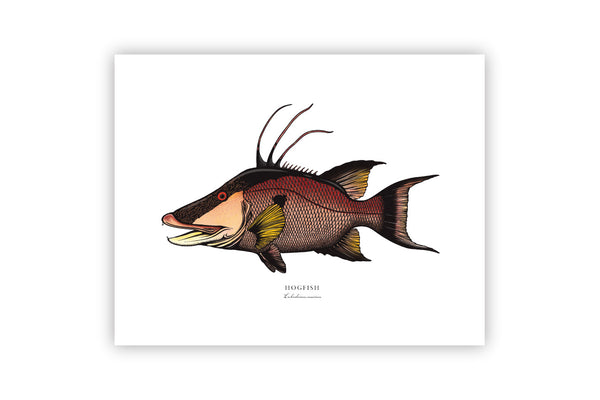 Hogfish II Color Fine Art Print