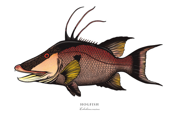 Hogfish II Color Fine Art Print