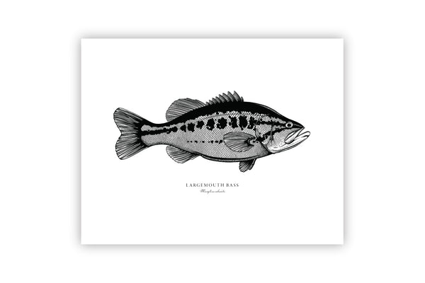 Largemouth Bass II Black and White Fine Art Print