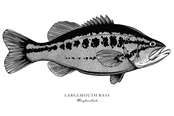 Largemouth Bass II Black and White Fine Art Print