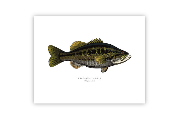 Largemouth Bass II Color Fine Art Print