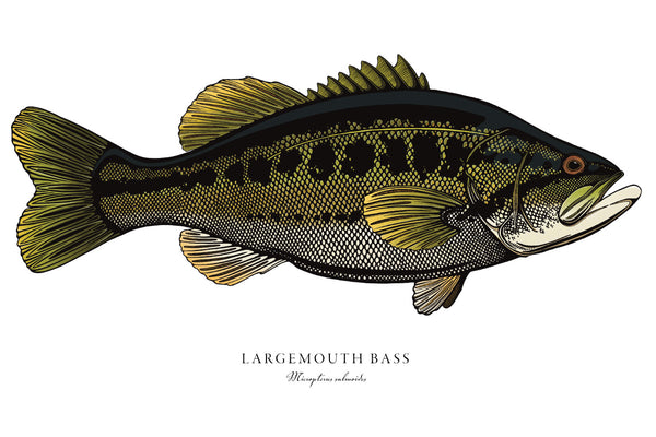 Largemouth Bass II Color Fine Art Print