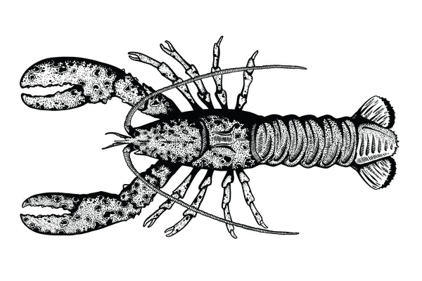 American Lobster II Black and White Fine Art Print