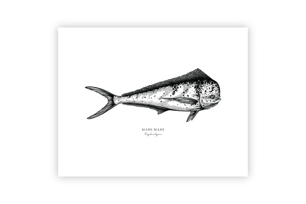 Mahi Mahi II Black and White Fine Art Print