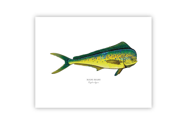 Mahi Mahi II Color Fine Art Print