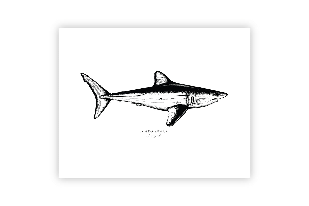 Mako Shark II Black and White Fine Art Print – Bold Coast Burns, image size:1200x800