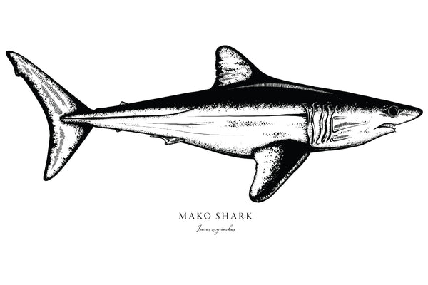 Mako Shark II Black and White Fine Art Print