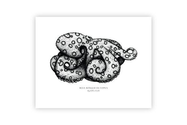 Blue Ringed Octopus II Black and White Fine Art Print