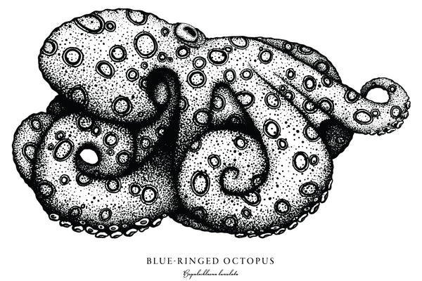 Blue Ringed Octopus II Black and White Fine Art Print