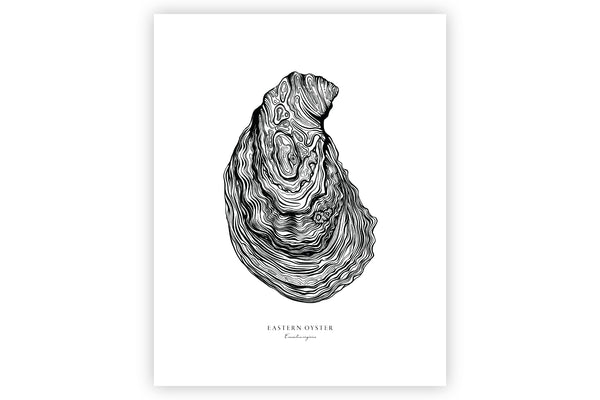 Eastern Oyster II Black and White Fine Art Print