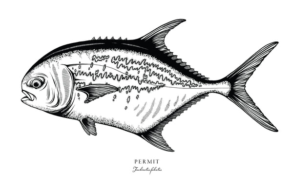Permit II Black and White Fine Art Print