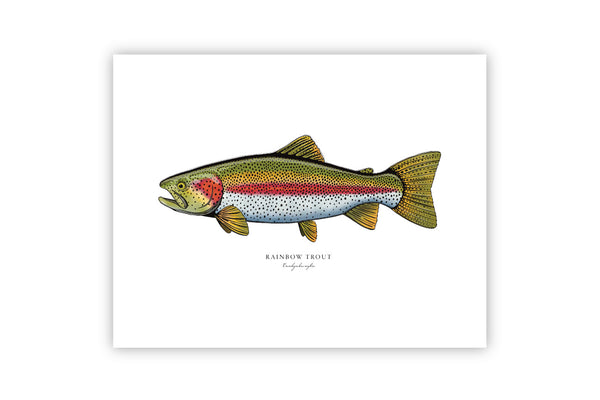 Rainbow Trout II Color Fine Art Print