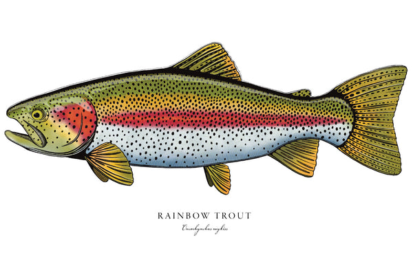 Rainbow Trout II Color Fine Art Print