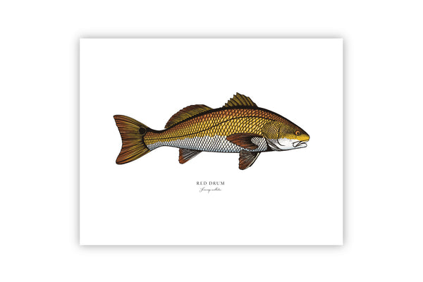 Red Drum II Color Fine Art Print