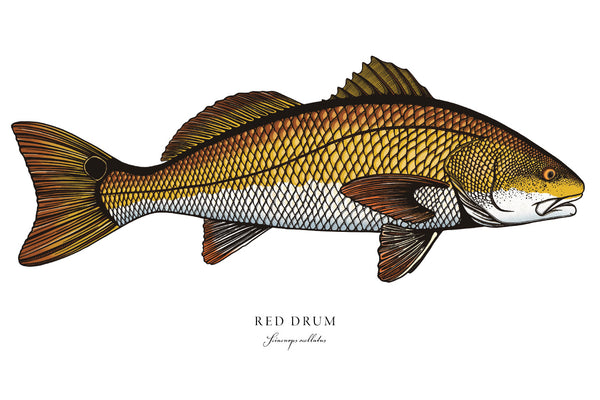 Red Drum II Color Fine Art Print
