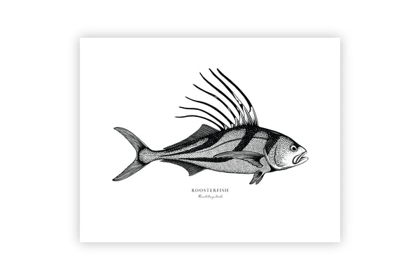 Roosterfish II Black and White Fine Art Print