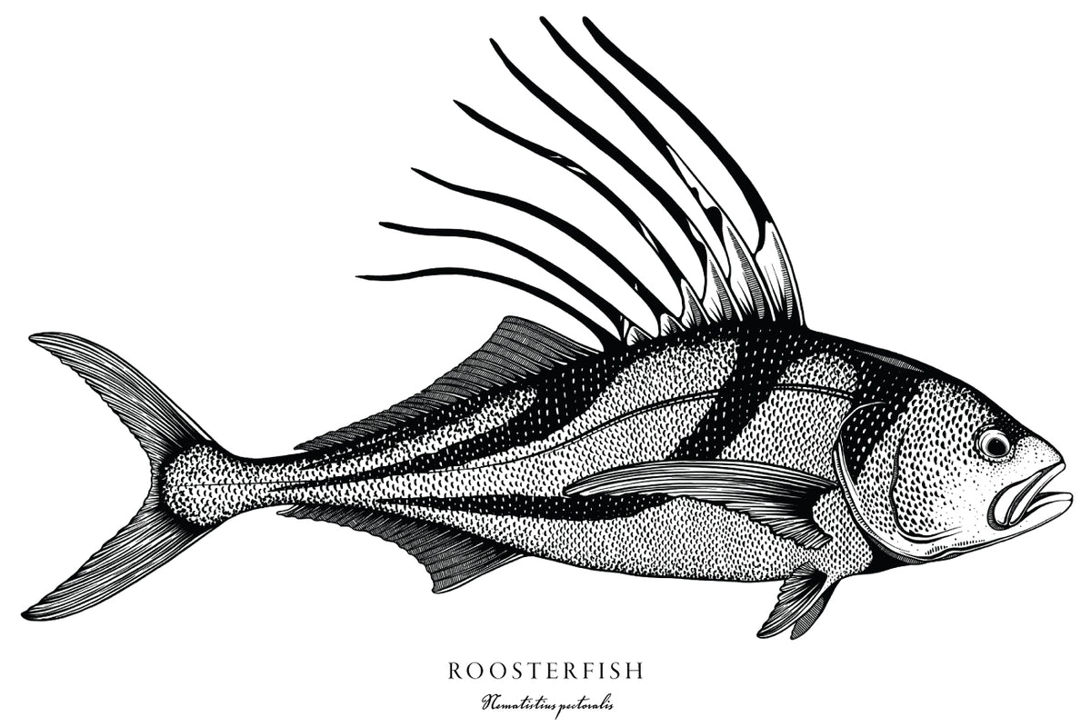 Roosterfish Bold Coast Burns