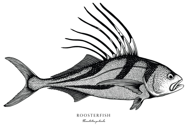 Roosterfish II Black and White Fine Art Print