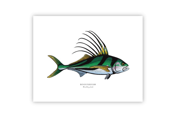 Roosterfish II Color Fine Art Print