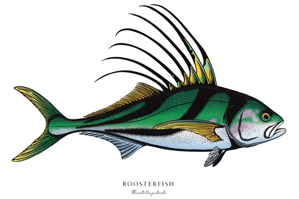 Roosterfish II Color Fine Art Print