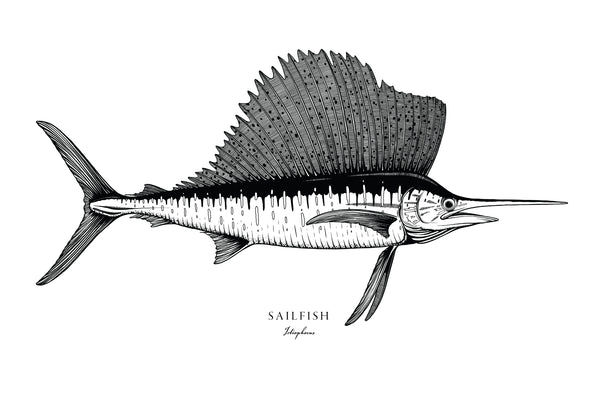 Sailfish II Black and White Fine Art Print