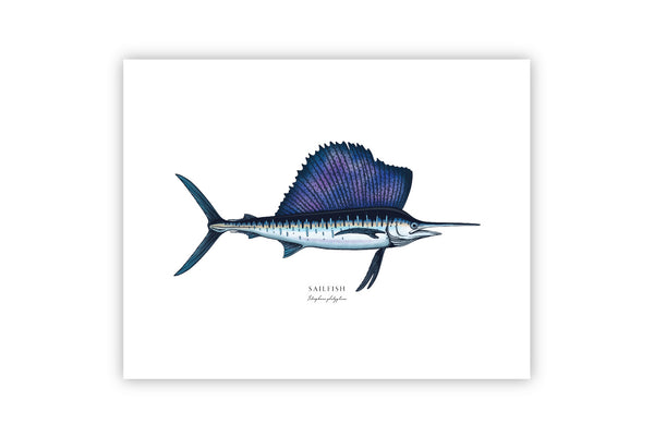 Sailfish II Color Fine Art Print