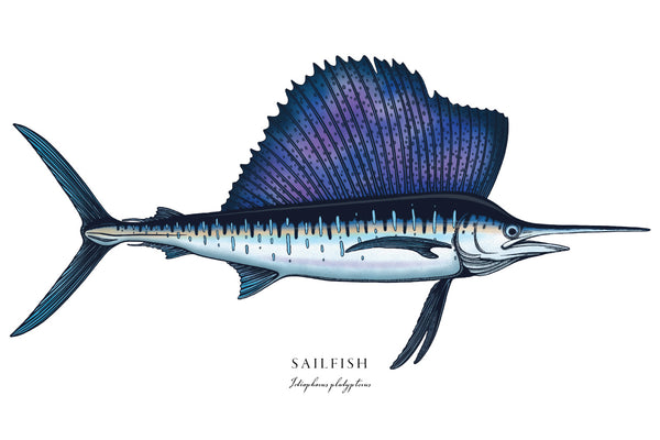 Sailfish II Color Fine Art Print