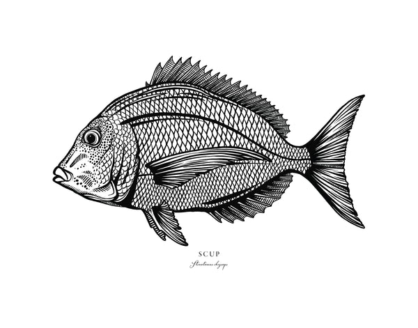 Scup II Black and White Fine Art Print