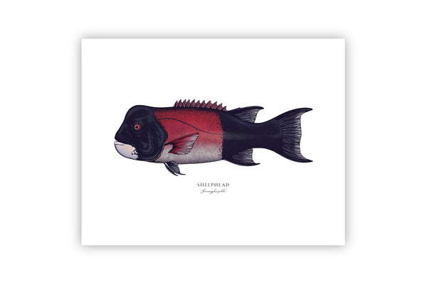 Sheephead II Color Fine Art Print
