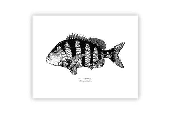 Sheepshead II Black and White Fine Art Print