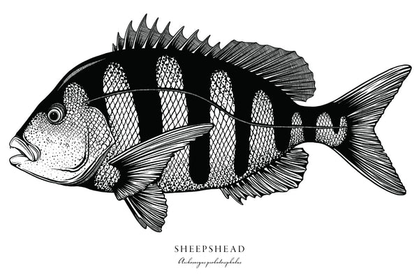 Sheepshead II Black and White Fine Art Print