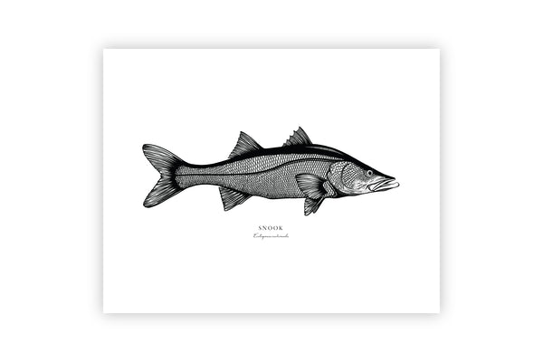 Snook II Black and White Fine Art Print