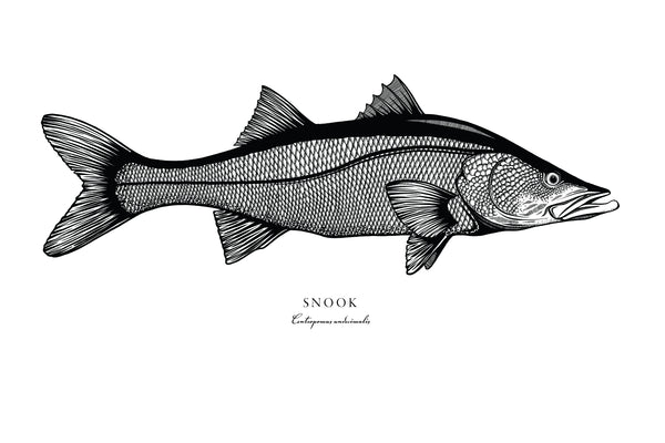 Snook II Black and White Fine Art Print