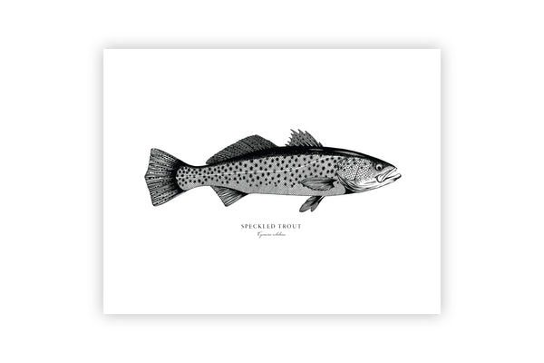 Speckled Trout II Black and White Fine Art Print