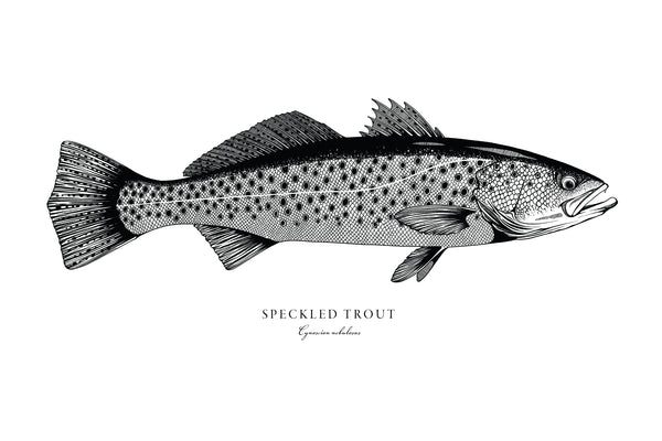 Speckled Trout II Black and White Fine Art Print