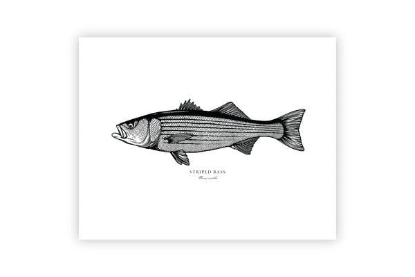 Striped Bass II Black and White Fine Art Print