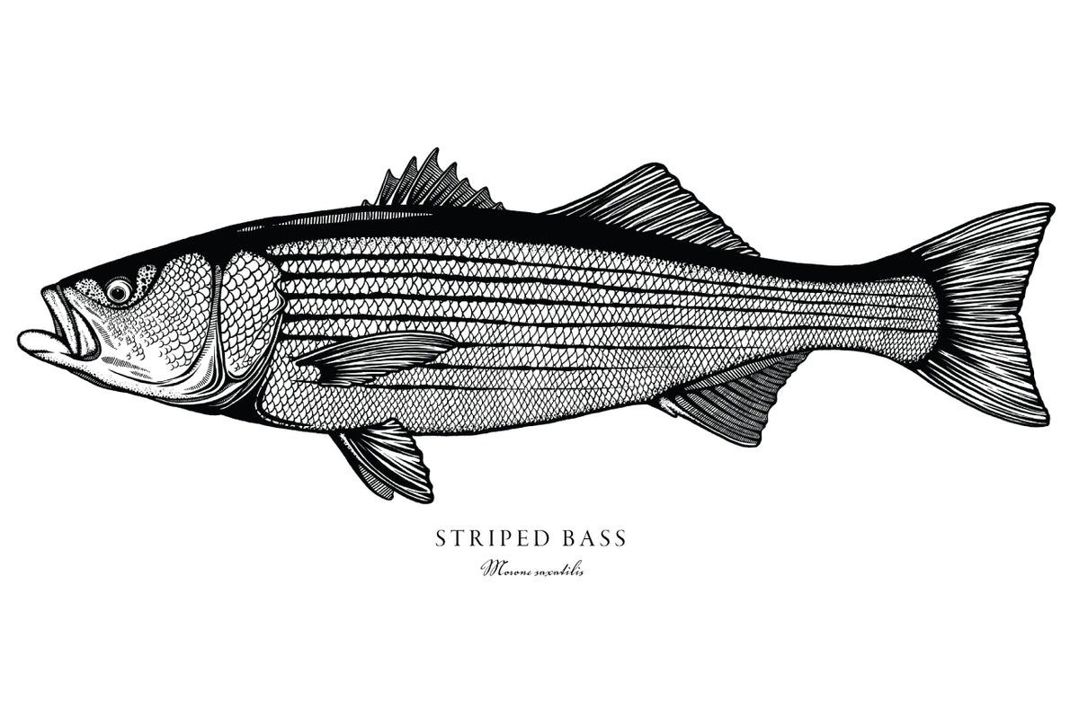 Striped Bass – Bold Coast Burns