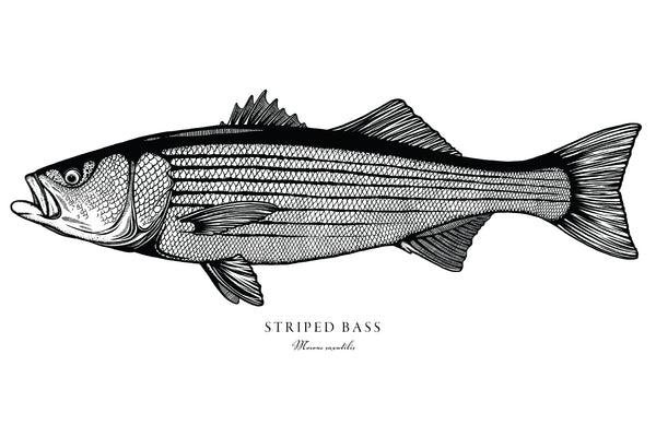 Striped Bass II Black and White Fine Art Print