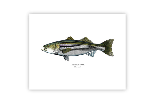 Striped Bass II Color Fine Art Print