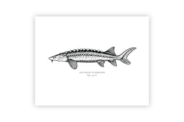 Atlantic Sturgeon II Black and White Fine Art Print