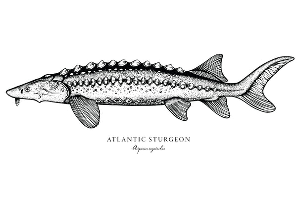 Atlantic Sturgeon II Black and White Fine Art Print