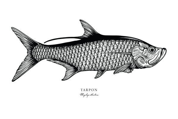 Tarpon II Black and White Fine Art Print