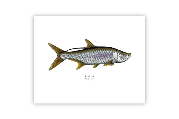 Tarpon II Color Fine Art Print